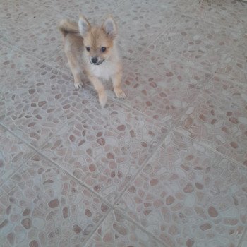 chiot Spitz allemand Macho Pomeranians Paradise