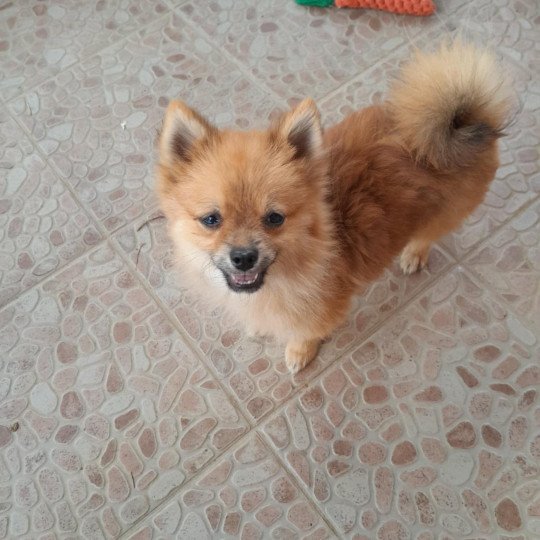 Macho Mâle Spitz allemand
