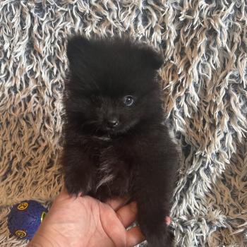 chiot Spitz allemand mâle 002 Pomeranians Paradise