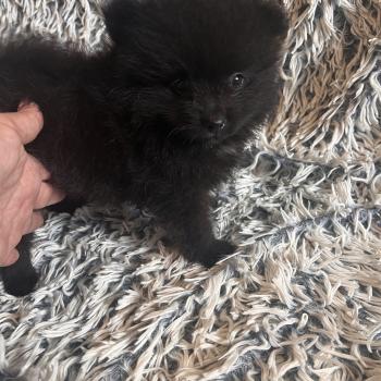 chiot Spitz allemand mâle 002 Pomeranians Paradise