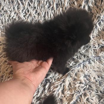 chiot Spitz allemand mâle 002 Pomeranians Paradise