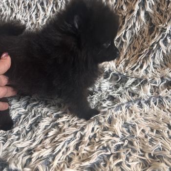 chiot Spitz allemand mâle 002 Pomeranians Paradise