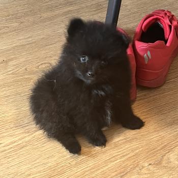 chiot Spitz allemand mâle 002 Pomeranians Paradise