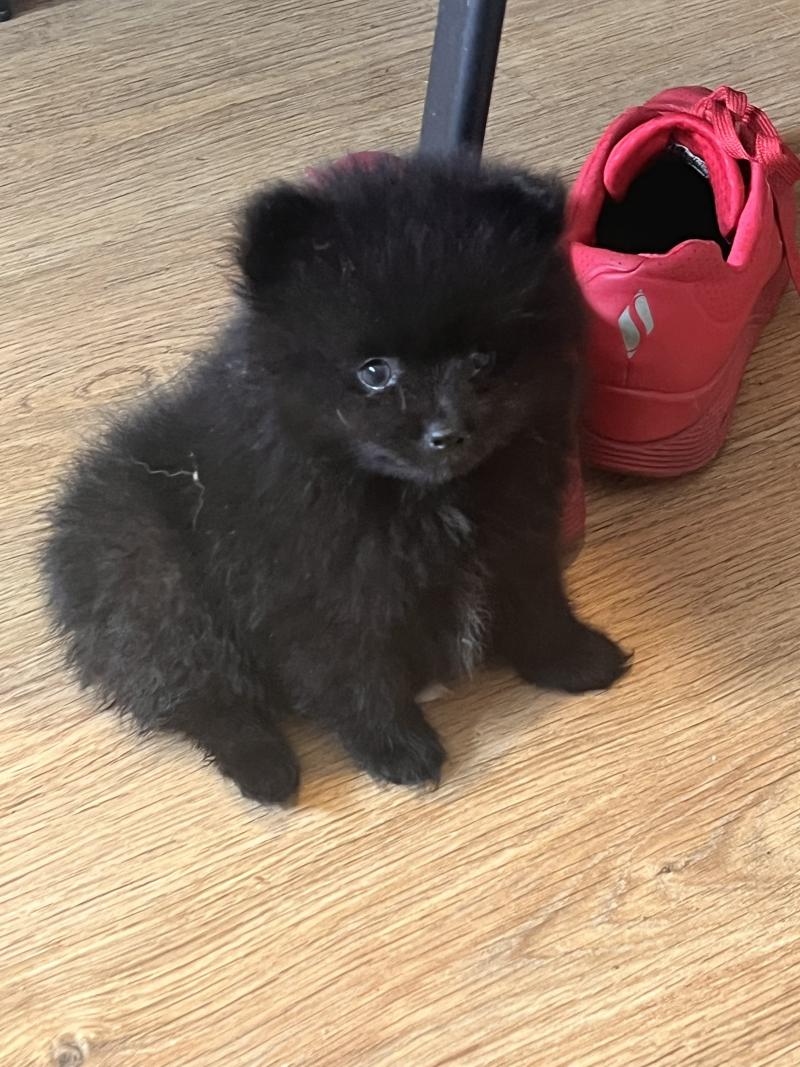 mâle 002 Mâle Spitz allemand