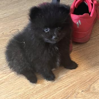 chiot Spitz allemand mâle 002 Pomeranians Paradise
