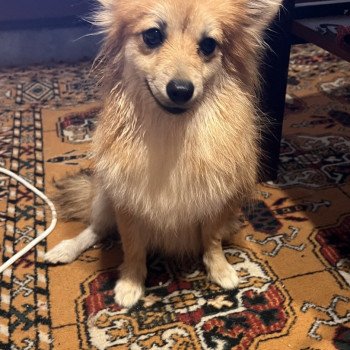 chien Spitz allemand Orange sable Maya Pomeranians Paradise