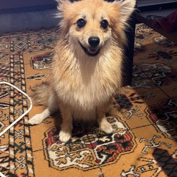 chien Spitz allemand Orange sable Maya Pomeranians Paradise