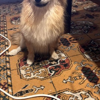 chien Spitz allemand Orange sable Maya Pomeranians Paradise