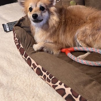 chien Spitz allemand Orange sable Maya Pomeranians Paradise