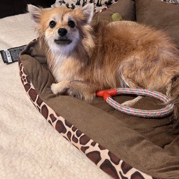 chien Spitz allemand Orange sable Maya Pomeranians Paradise