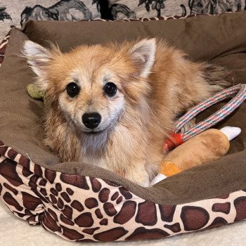 chien Spitz allemand Orange sable Maya Pomeranians Paradise