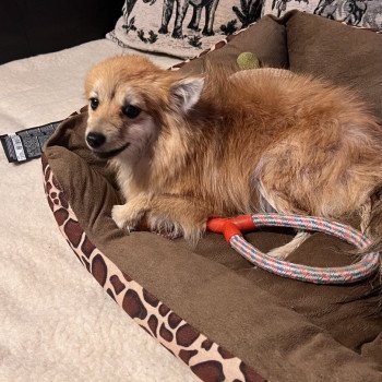 chien Spitz allemand Orange sable Maya Pomeranians Paradise
