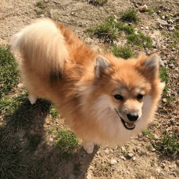 chien Spitz allemand Orange sable Maya Pomeranians Paradise
