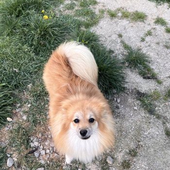 chien Spitz allemand Orange sable Maya Pomeranians Paradise