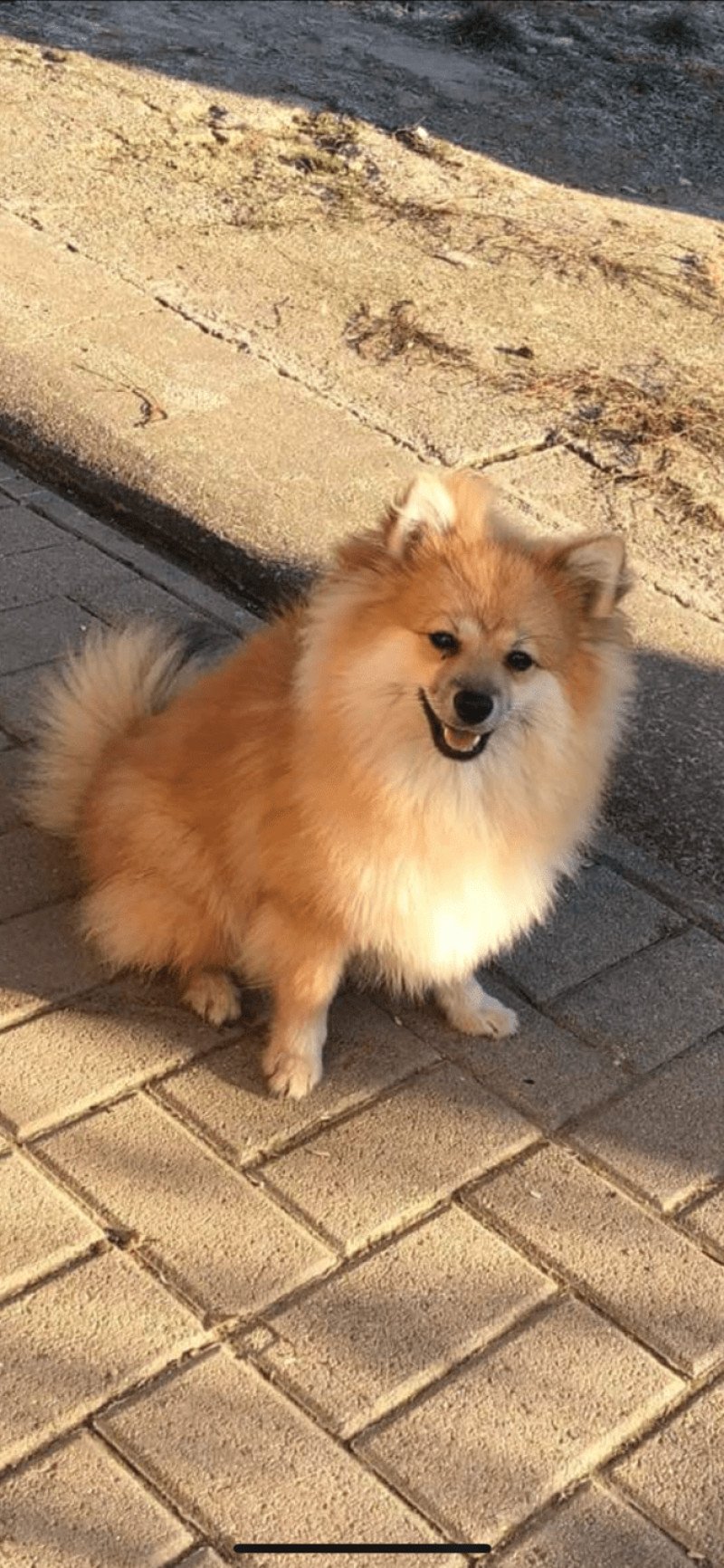 Maya Femelle Spitz allemand