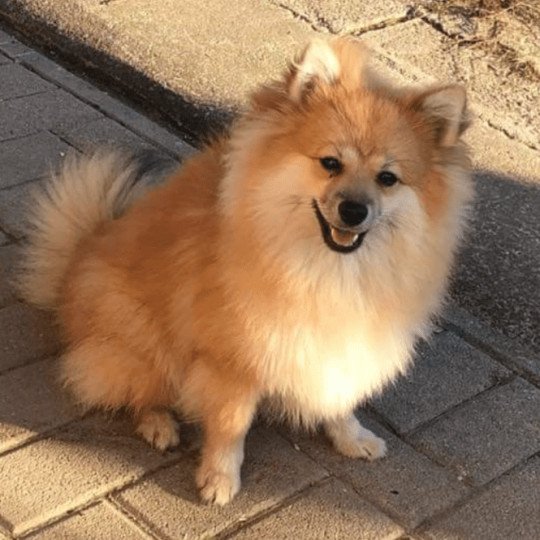 Maya Femelle Spitz allemand