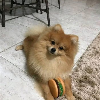 chien Spitz allemand Maya Pomeranians Paradise