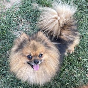 chien Spitz allemand Miloka Pomeranian Paradise chien Spitz allemand Miloka Pomeranian Paradise