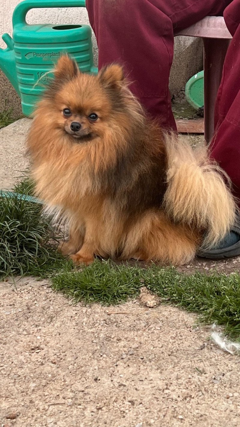 Miloka Mâle Spitz allemand Miloka Mâle Spitz allemand