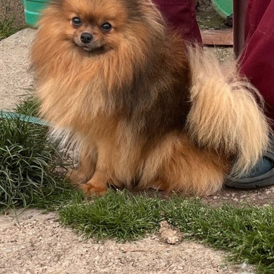 Miloka Mâle Spitz allemand