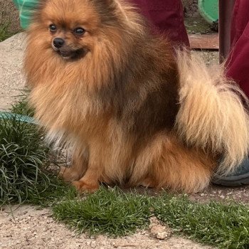 chien Spitz allemand Miloka Pomeranians Paradise chien Spitz allemand Miloka Pomeranians Paradise