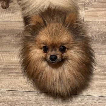 chien Spitz allemand Miloka Pomeranians Paradise chien Spitz allemand Miloka Pomeranians Paradise
