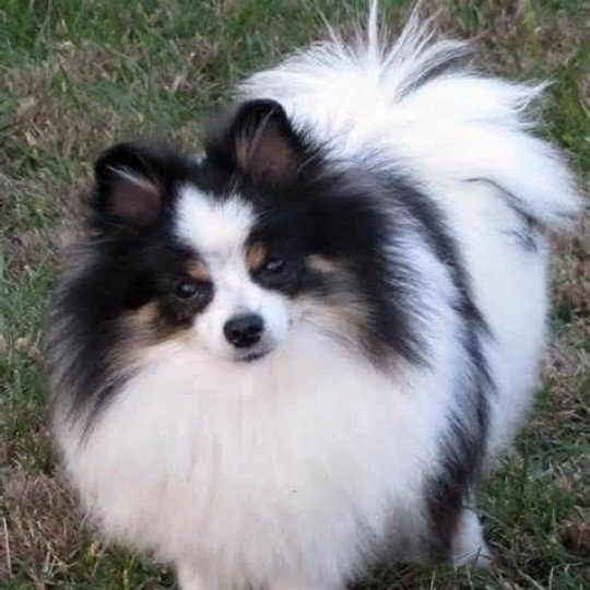 Mimmi Femelle Spitz allemand