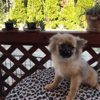 chiot Spitz allemand Ringo Pomeranians Paradise