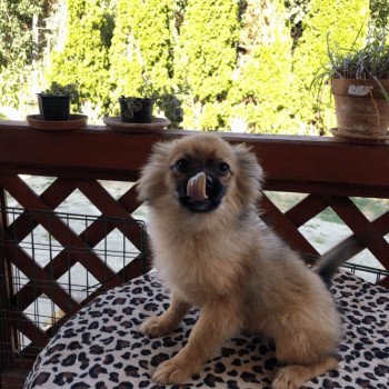 chiot Spitz allemand Ringo Pomeranians Paradise