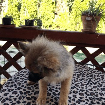chiot Spitz allemand Ringo Pomeranians Paradise