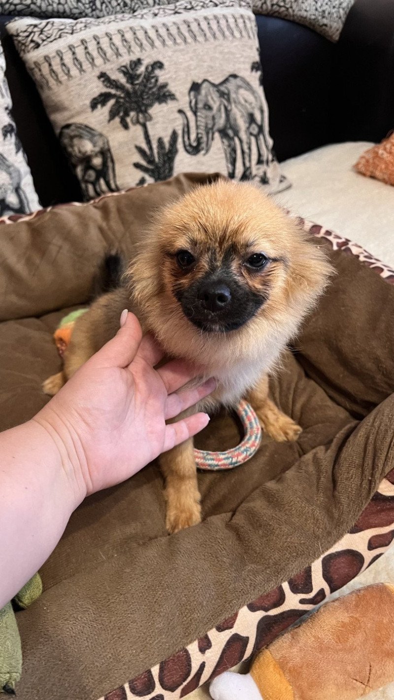 Ringo Mâle Spitz allemand