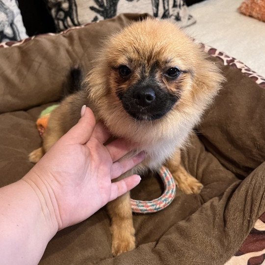 Ringo Mâle Spitz allemand