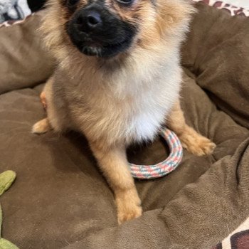 chiot Spitz allemand Ringo Pomeranians Paradise
