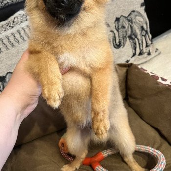 chiot Spitz allemand Ringo Pomeranians Paradise