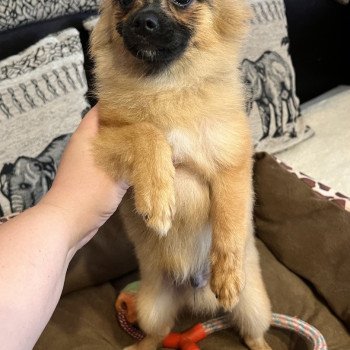 chiot Spitz allemand Ringo Pomeranians Paradise
