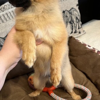 chiot Spitz allemand Ringo Pomeranians Paradise