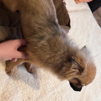 chiot Spitz allemand Ringo Pomeranians Paradise