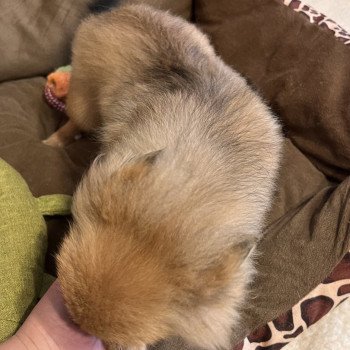chiot Spitz allemand Ringo Pomeranians Paradise
