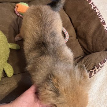 chiot Spitz allemand Ringo Pomeranians Paradise