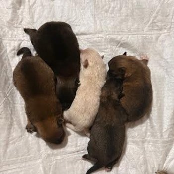 chiot Spitz allemand petit garçon 03 Pomeranians Paradise