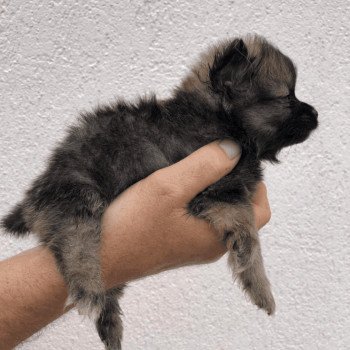 chiot Spitz allemand Ringo Pomeranians Paradise