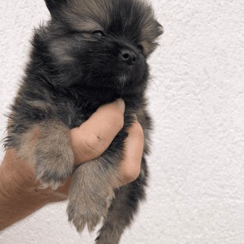 chiot Spitz allemand Ringo Pomeranians Paradise