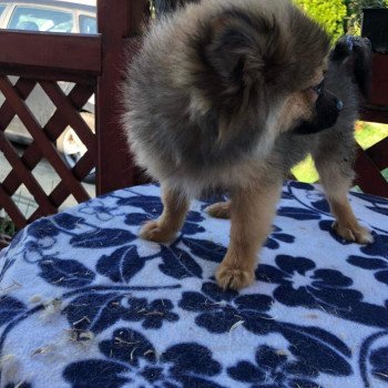 chiot Spitz allemand Ringo Pomeranians Paradise