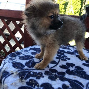 chiot Spitz allemand Ringo Pomeranians Paradise