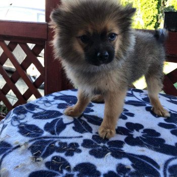 chiot Spitz allemand Ringo Pomeranians Paradise