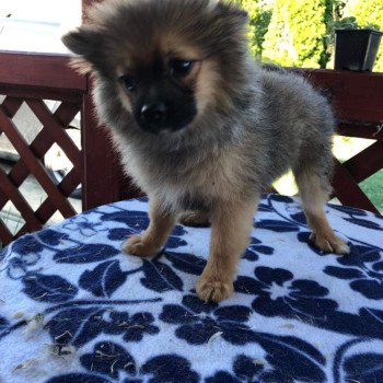 chiot Spitz allemand Ringo Pomeranians Paradise