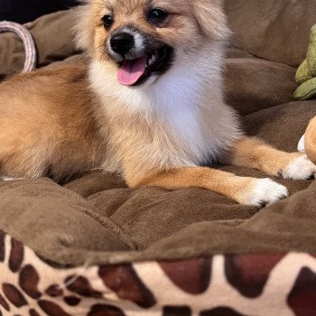 chiot Spitz allemand Kyra Pomeranians Paradise