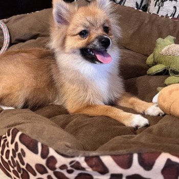 chiot Spitz allemand Kyra Pomeranians Paradise