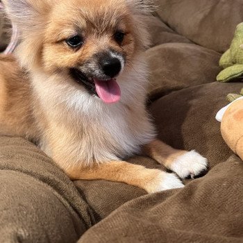 chiot Spitz allemand Kyra Pomeranians Paradise