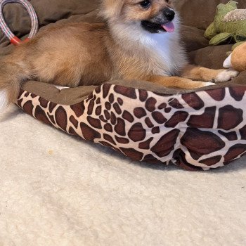 chiot Spitz allemand Kyra Pomeranians Paradise
